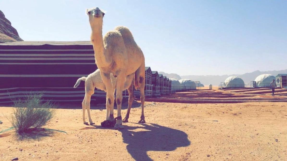 Hôtel Oryx Camp à Wadi Rum Extérieur photo